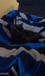 Dubblo ligger i fåtöljen